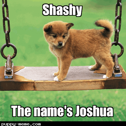 Shashy