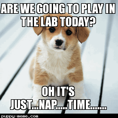 puppy lab