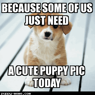 Need cute puppy today