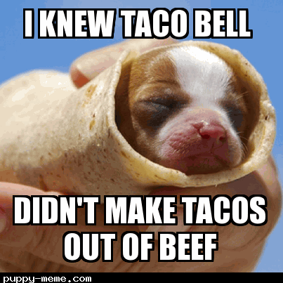 Taco dog