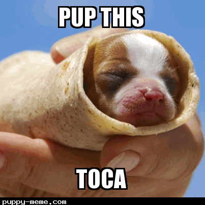 Taca the pup