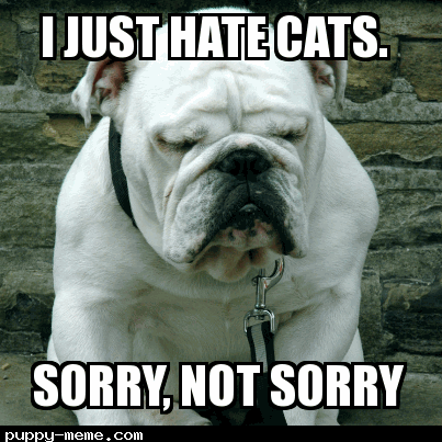 Image result for i hate cats memes