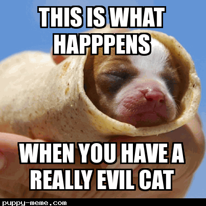 evil cat