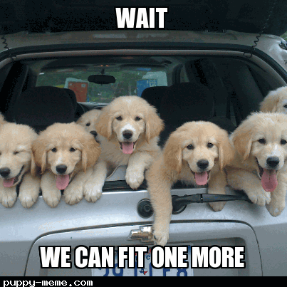 Pups in a truck