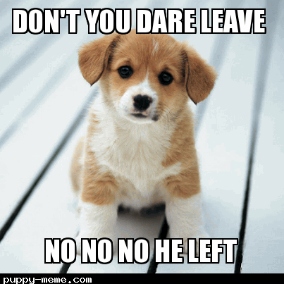 when your owner leaves