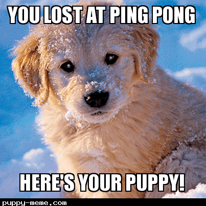 ping_pong_puppy