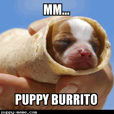 Puppy burrito