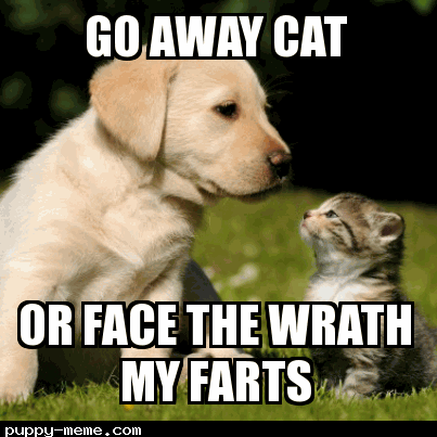 Cat vs do