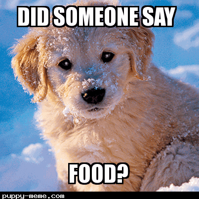 snowy pup