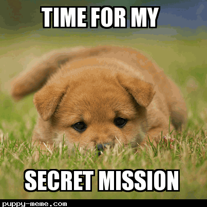 Secret mission puppy