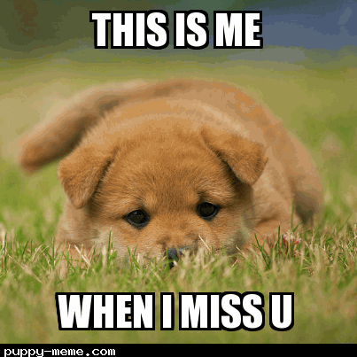 sad puppy meme