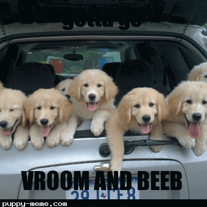 car pups