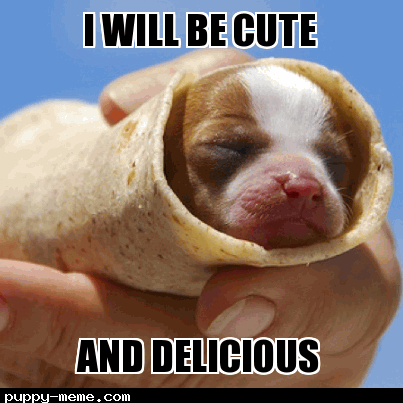 Burrito Puppy