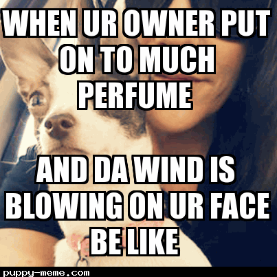 Wind fever