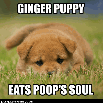 Ginger Puppy
