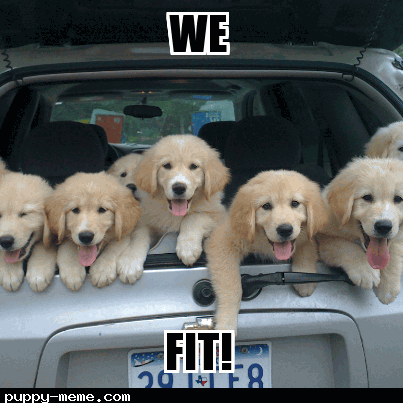 car dogs