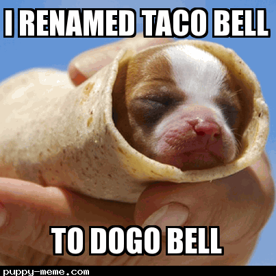 taco dog