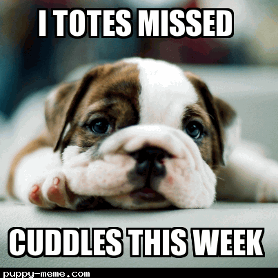 cute puppy cuddle meme