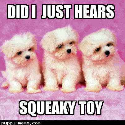 Squeaky toy