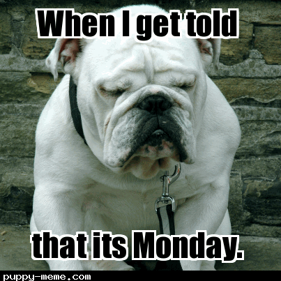 Monday Doggo