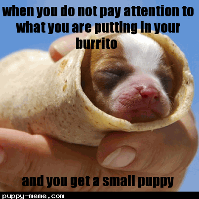 DOG burrito