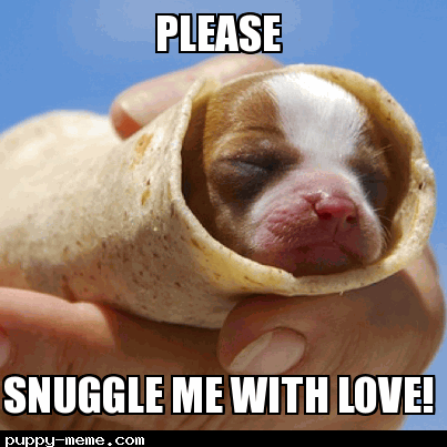 snuggle dog