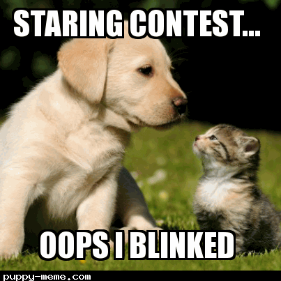 Staring Puppy meme