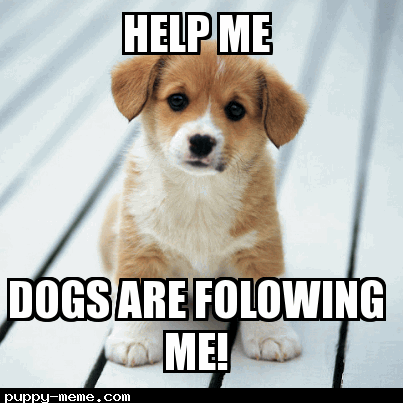 Help me dogs are folowing me!
