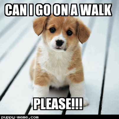 Can I go on a walk?