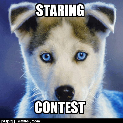 Staring Contest With Husky!