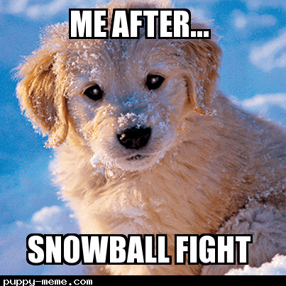 Dog after snow ball fight