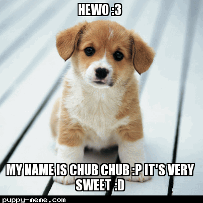 Cute Chub Chub Dog *Better than your dog hehe*