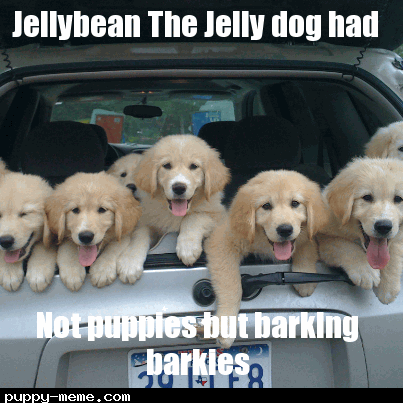 Jellybean The Jelly dog