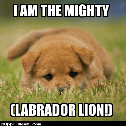 THE LABRADOR LION